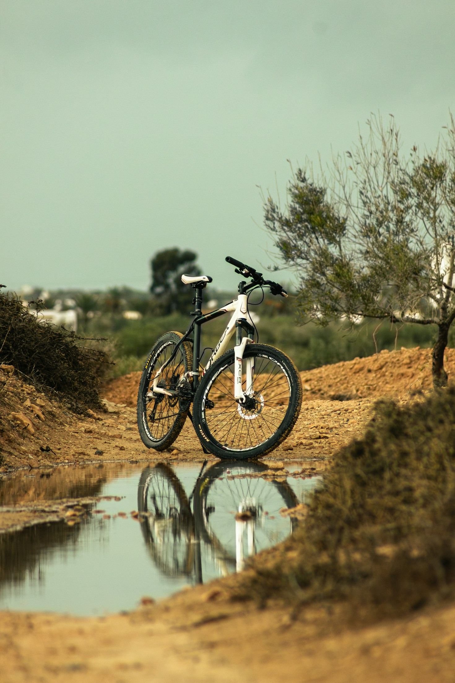Exploring Trails Without Limits